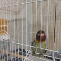 عروس هلندی |پرنده|محمدشهر, ولدآباد|دیوار