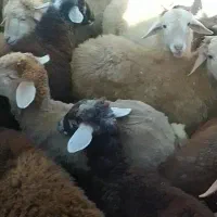 ۳۵۵۰۰۰۰۰|حیوانات مزرعه|سرعین, |دیوار