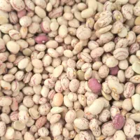 پخش انواع نخود فلافلی لوبیا چیتی ازبک
