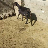 میش