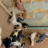 چنتا کفتر فروشی