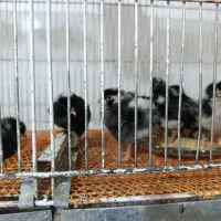 جوجهf1آیسبار ـ پلیموت ـ آمروکانا ـ استرالوپـ ایام