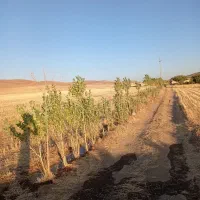 اجاره زمین کشاورزی