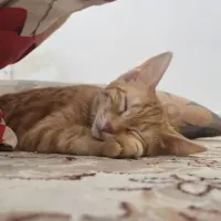 واگذاری گربه ۴ ماهه DSH