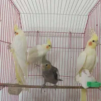 طوطی عروس هلندی رام