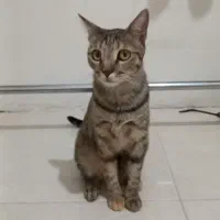 واگذاری دوتا گربه