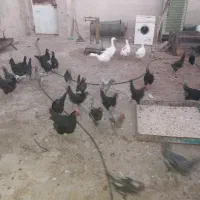 فروش مرغ و اردک محلی|حیوانات مزرعه|نی‌ریز, |دیوار