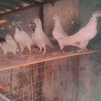 کبوتر پتی والا