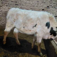 گوساله ماده