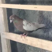 سرته نر سرخ