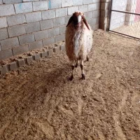 شیشک قوچ داشتی بشرط|حیوانات مزرعه|گیلان غرب, |دیوار