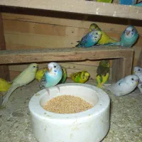 فروش مرغ عشق|پرنده|قشم, |دیوار