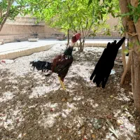 خروس لاری