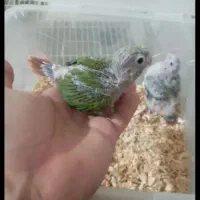 جوجه گرینچیک اناناسی دوعدد