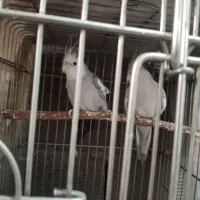 عروس هلندی جفت