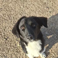 واگذاری سگ آموزش دیده