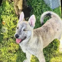 توله مالینویز خط خونی بالا