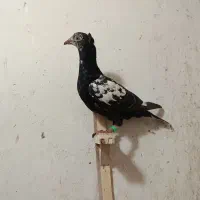کفتر بزک