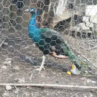 فروش طاووس نر|حیوانات مزرعه|نوشهر, |دیوار