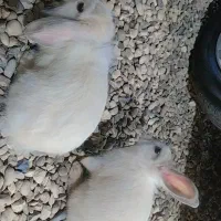 خرگوش لپ یک جفت مینیاتوری بازیگوش دستی|موش و خرگوش|شوشتر, |دیوار