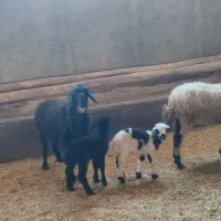 3عدد شیشک|حیوانات مزرعه|محمدیه-قزوین, |دیوار