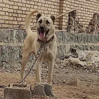 واگذاری سگ سرابی