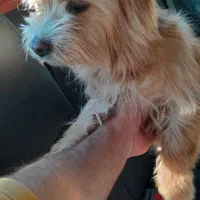 نژاد دار ماده حرف گوش کن و خونگی|سگ|آشخانه, |دیوار