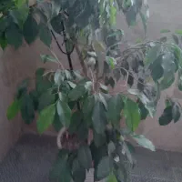 گل بنجامین