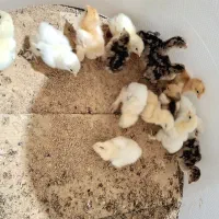 جوجه مرغ برهما،کوشین،گردن‌لخت از مولدهای خالص|حیوانات مزرعه|رودشت (اصفهان), |دیوار