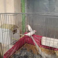 فنچ نرگسی مولد