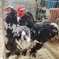 مرغ و خروس زینتی