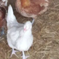 جوجه مرغ و خروس|حیوانات مزرعه|آستانه اشرفیه, |دیوار