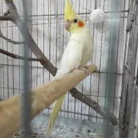 معاوضه عروس هلندی 4ماهه نر با قناری نر