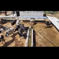 فروش فوری و واگذاری گاوداری زیر قیمت