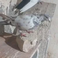 کبوتر خوب|پرنده|ابهر, |دیوار