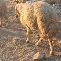 گوسفند سنجابی