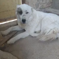 سگ گله و دامداری