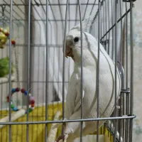 طوطی عروس|پرنده|الوند, |دیوار