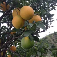 فروش میوه تامسون هر۲تن سردرختی تازه اسناندارد|خوردنی و آشامیدنی|ساری, |دیوار