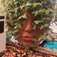 گل دیفن|گل و گیاه طبیعی|کارزان, |دیوار