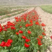باغ-زراعی