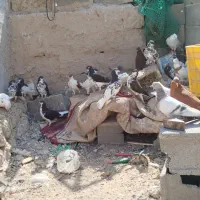 کبوتر|پرنده|بردخون, |دیوار