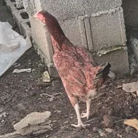 خروس محلی مرغ محلی مرغ لاری