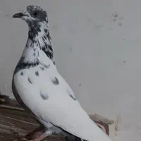 کبوتر ماده پاکستانی