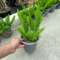 فروش گل دم روباهی در رشت/مستقیم از تولیدی