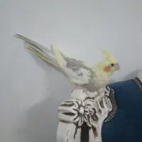 جوجه عروس سه ماهه