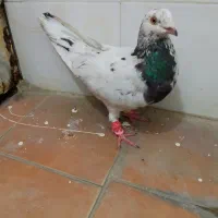 صید کفتر سار موشی ماده لکه دار درشت گرد