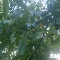 باغ گردو و میوه محصور|فروش زمین و ملک کلنگی|شهرکرد, |دیوار