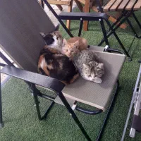 واگذاری گربه با دوتا بچه ناز