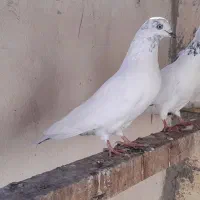 صرب سرخ وتهرونی بازی کن|پرنده|شیراز, شهرک مهرگان|دیوار